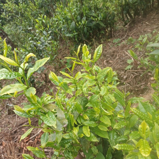 龙陵县辉白茶 生态茶，纯手工，不打药，不施肥