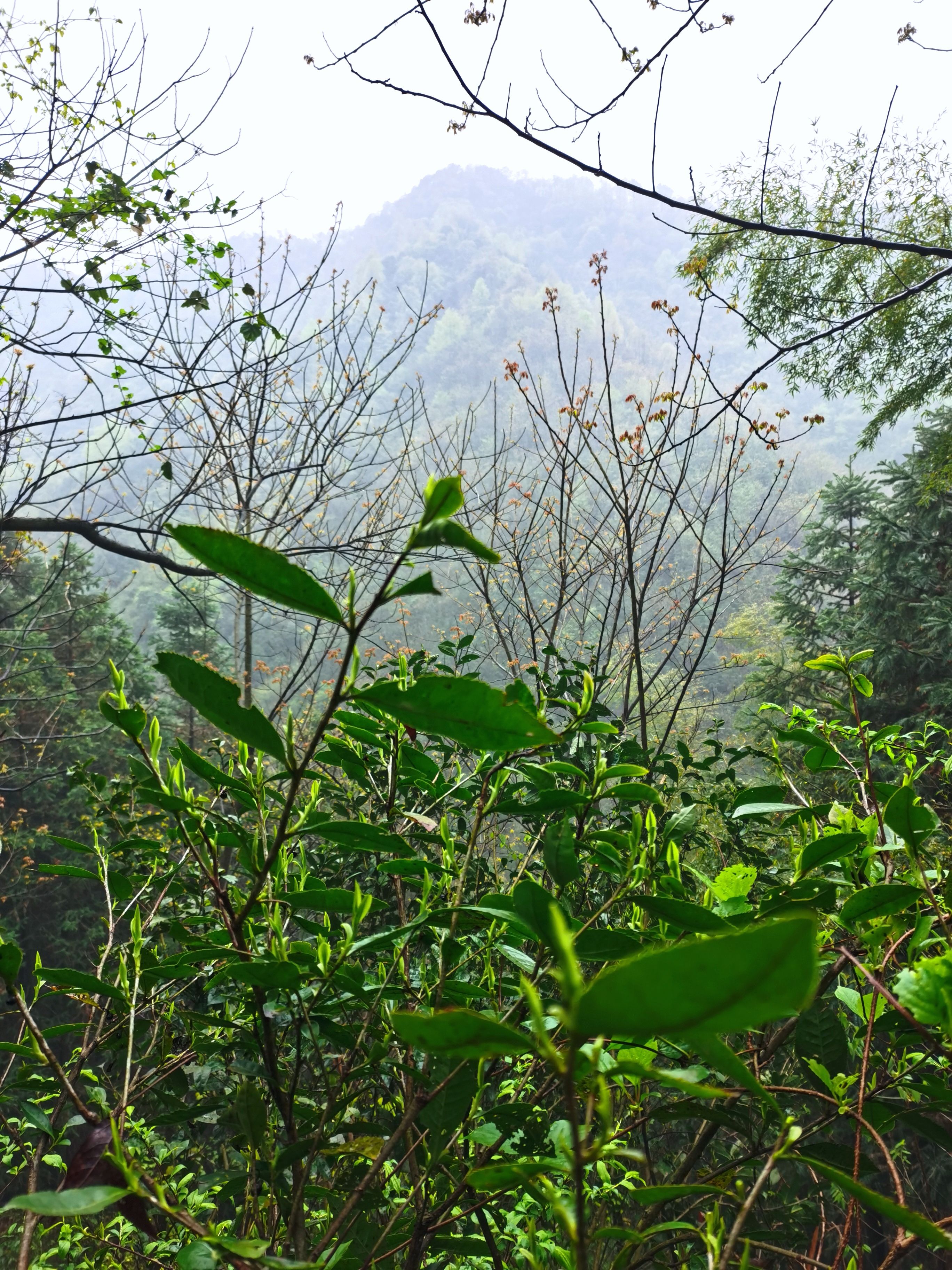 绿茶  2025明前深山野茶，高山云雾茶