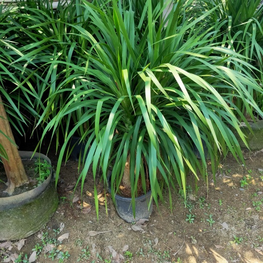 中山市龙血树盆栽 龙血树