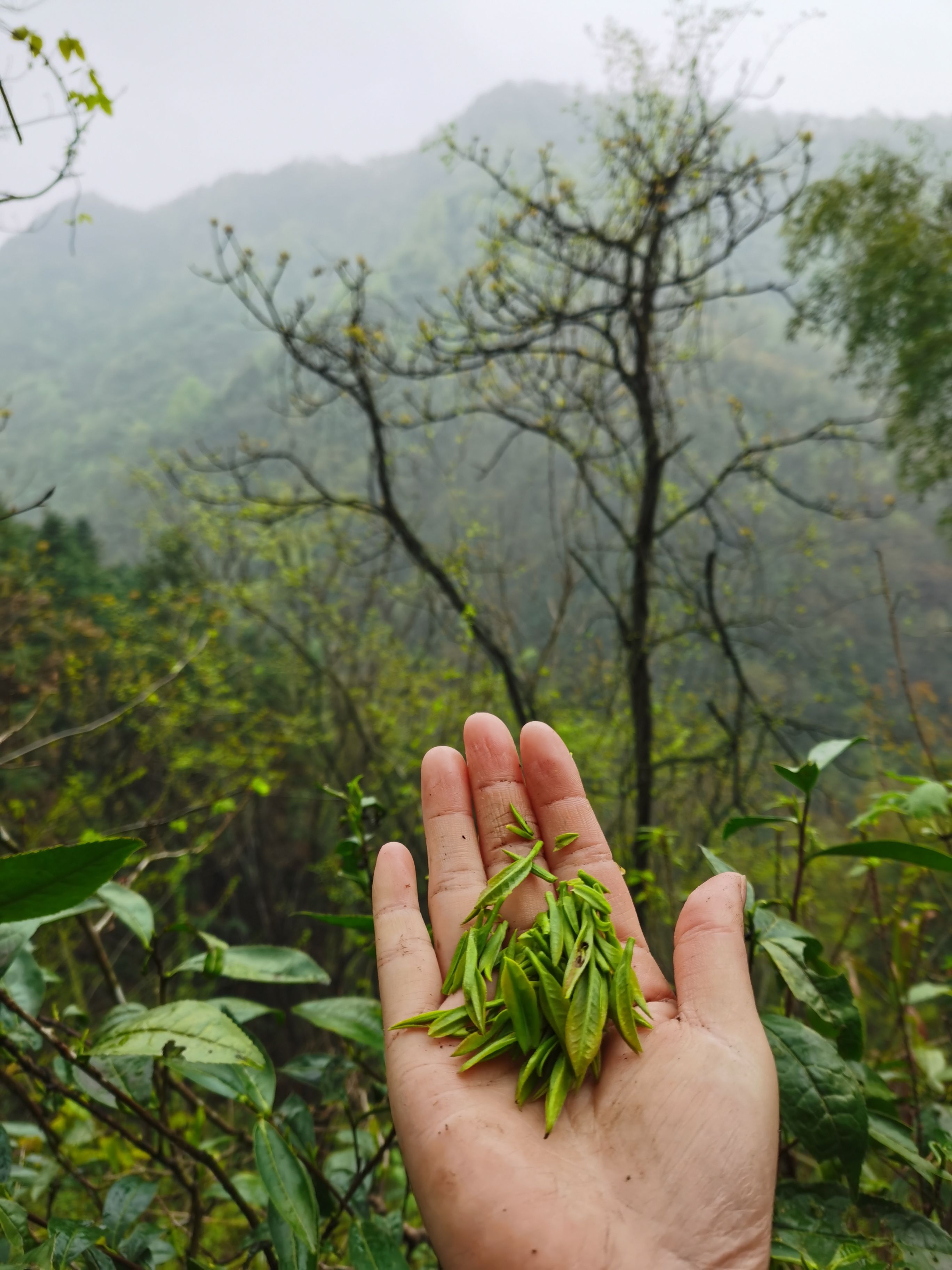 绿茶  2025明前深山野茶，高山云雾茶