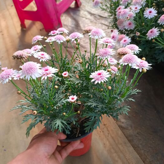 昆明玛格丽特花 玛格丽特