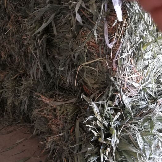 邵阳淡竹叶青青淡竹叶