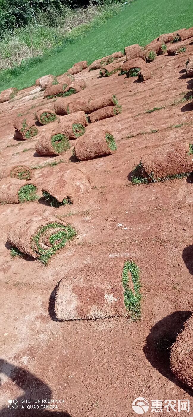 地毯草 草坪底价出售需要联系