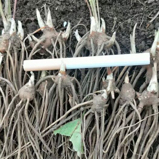 清原县苍术种苗一年苗，二年苗