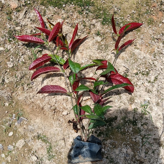 漳浦县红背桂盆栽 红背桂