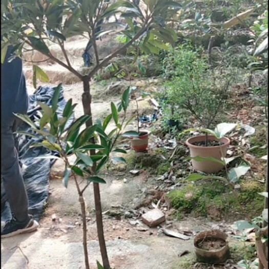 灵山县山竹树苗 岭南黄金山竹果树苗