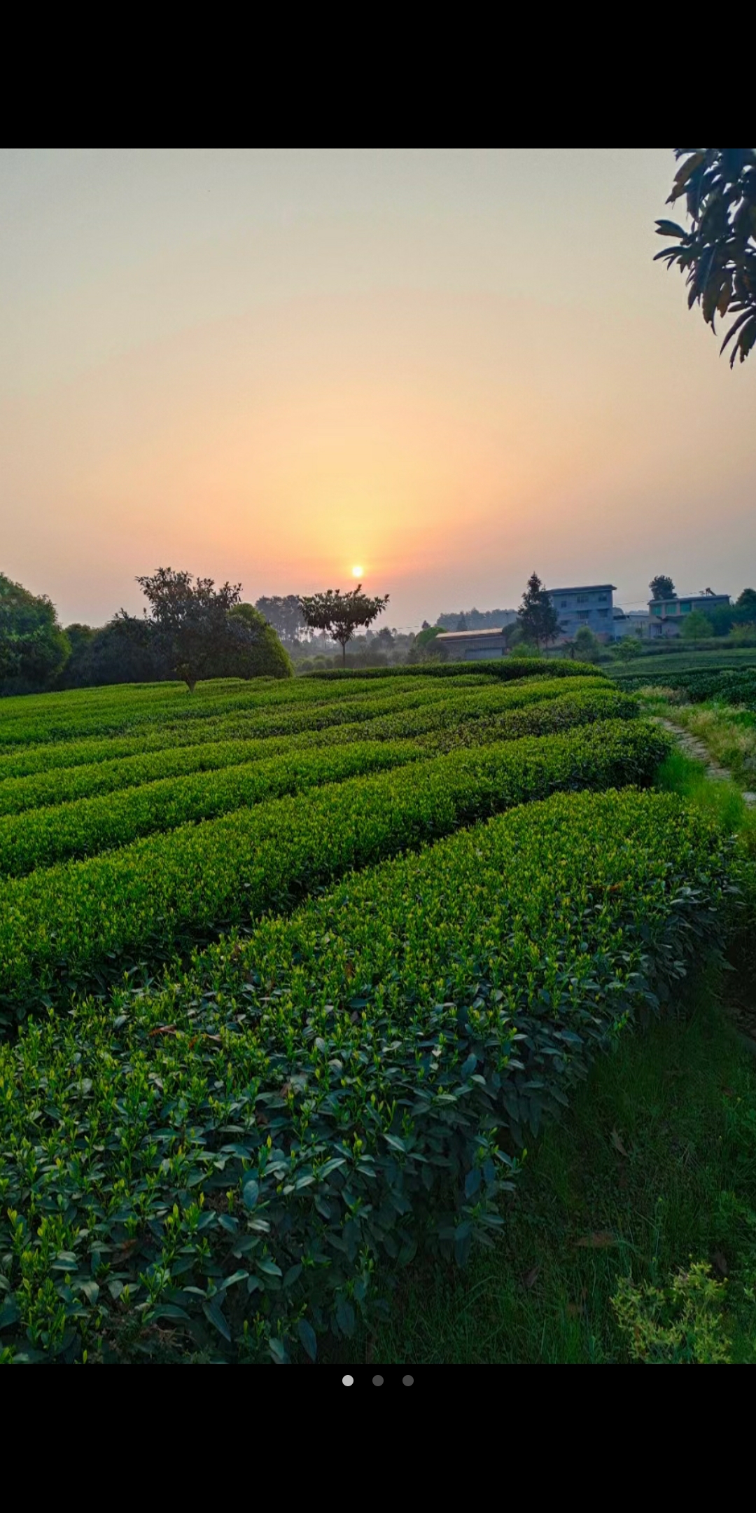 小李茶顏觀色茶葉店