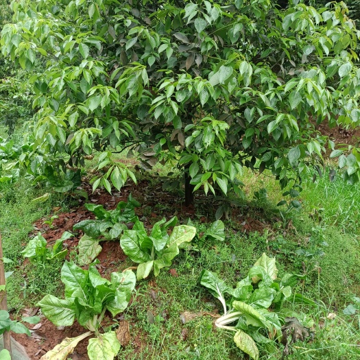 宜宾 香樟地径3-8公分