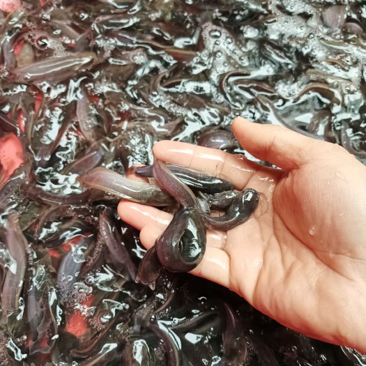 南宁埃及塘鲺鱼苗 本地塘角鱼苗 塘角鱼 规格均匀 好养快大
