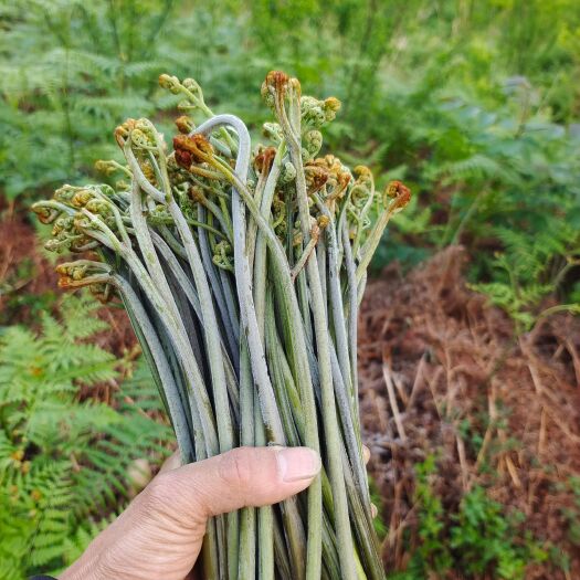 安顺蕨菜 纯甜蕨，香甜可口，正宗岩山绿色蔬菜