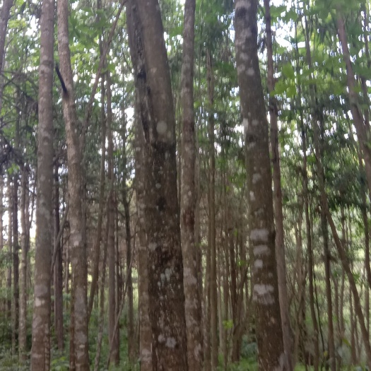 全州县厚朴树杆和树皮根皮
