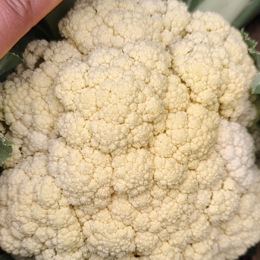 商丘白花菜花 紧密 河南省商丘市睢阳区 混装通货 