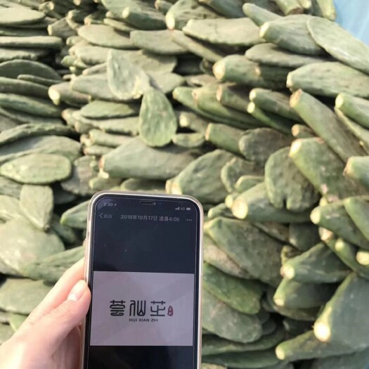 济南米邦塔仙人掌