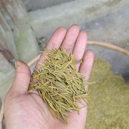 江华县高山黄金茶特级黄金芽茶叶2022新茶明前春茶小嫩芽绿茶