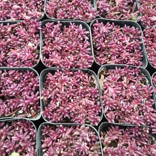 沭阳县多肉组合 多肉植物紫米粒黄金万年草红色浆果旋叶姬星美人钱串串