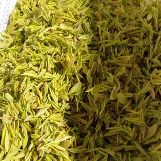 江华县高山黄金茶