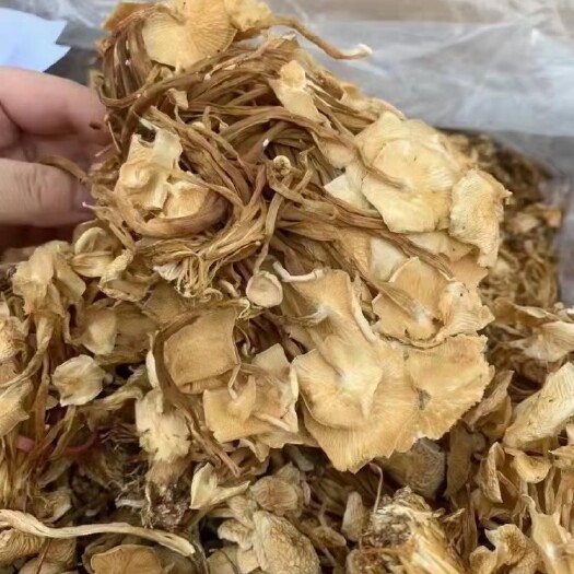 成都茶树菇