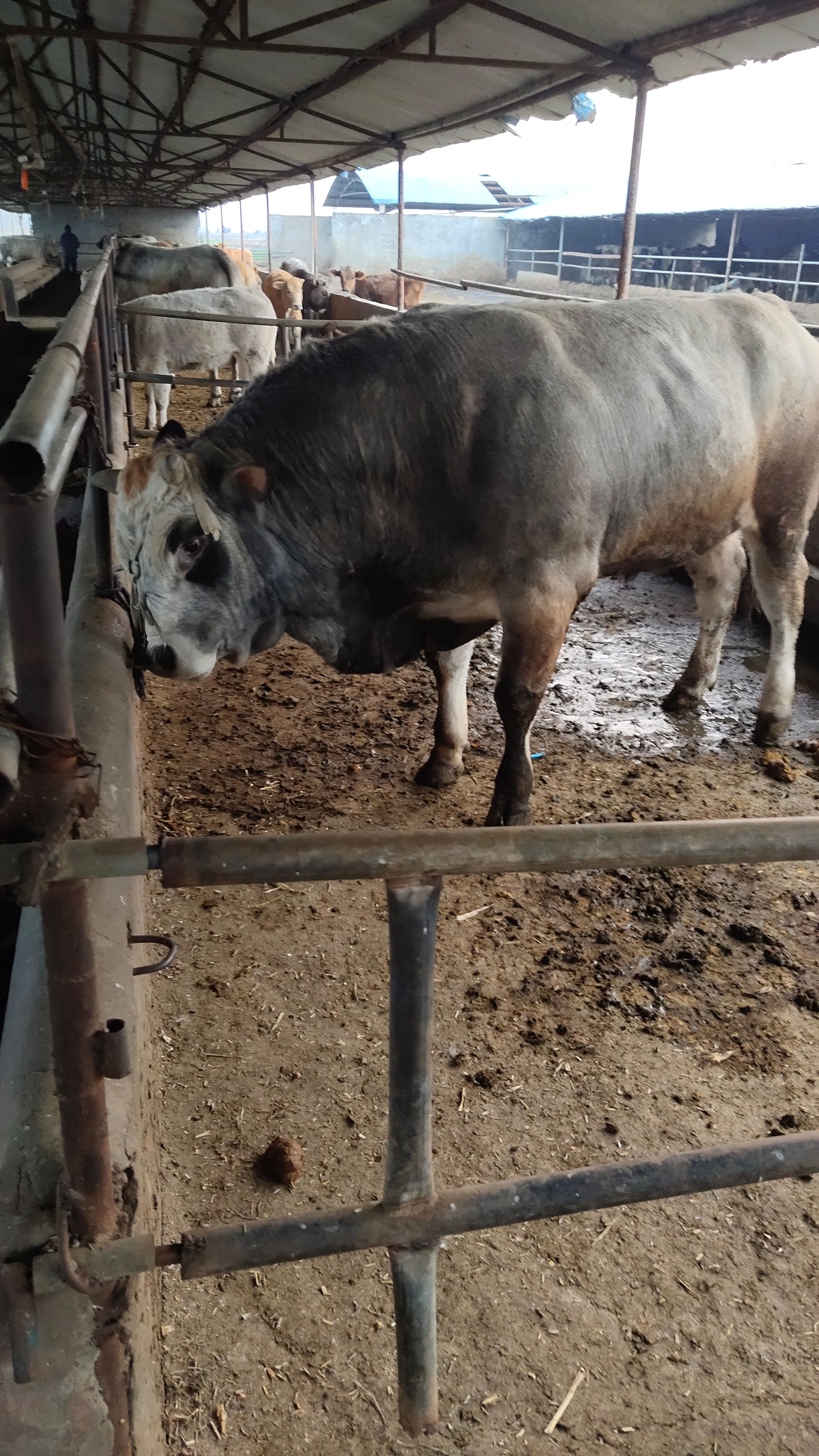 新野县南阳牛 400－1000 公母混合 牛犊，架子牛，母牛 6－