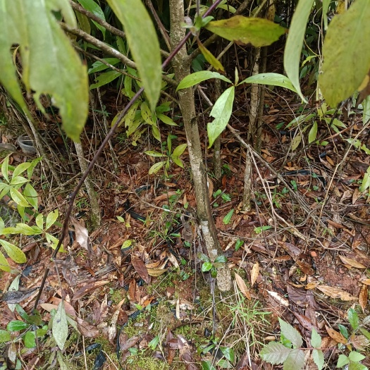 宜宾 桢楠杯苗地径1-3公分