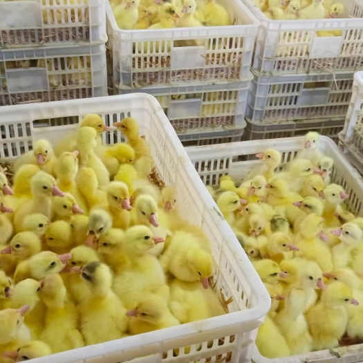 南阳鹅苗，大三花鹅苗，大品种鹅苗孵化场，脱温鹅苗预销售