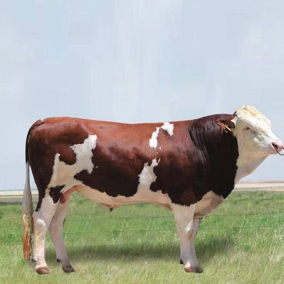 西门塔尔卷毛牛长的大图片