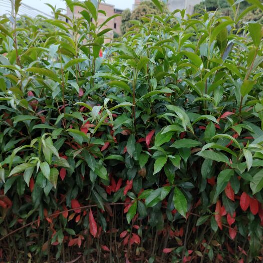  山杜英杯苗