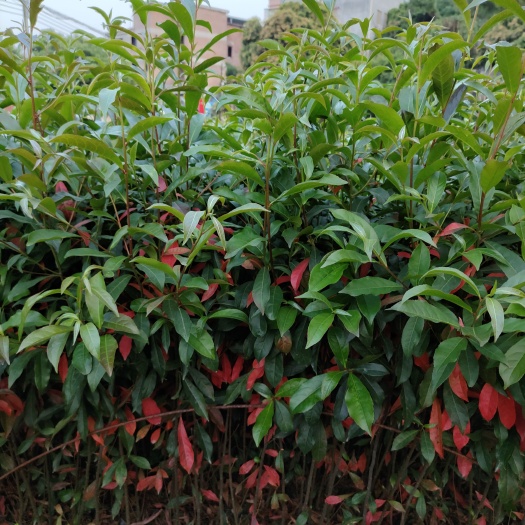 广州 山杜英杯苗