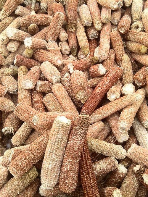 乌前旗 大量玉米芯出售