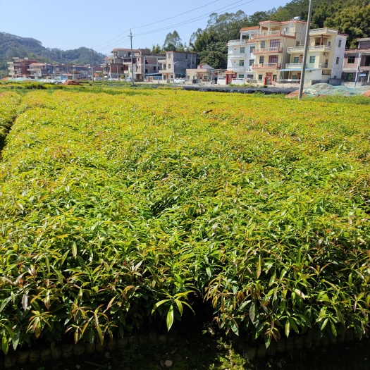 广州 木荷苗