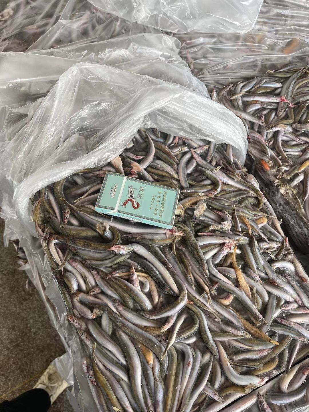狐貂，多宝鱼养殖用沙里钻饲料鱼，大连现货