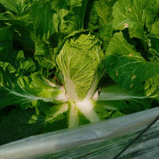 大白菜：鲜蔬珍品，自然馈赠