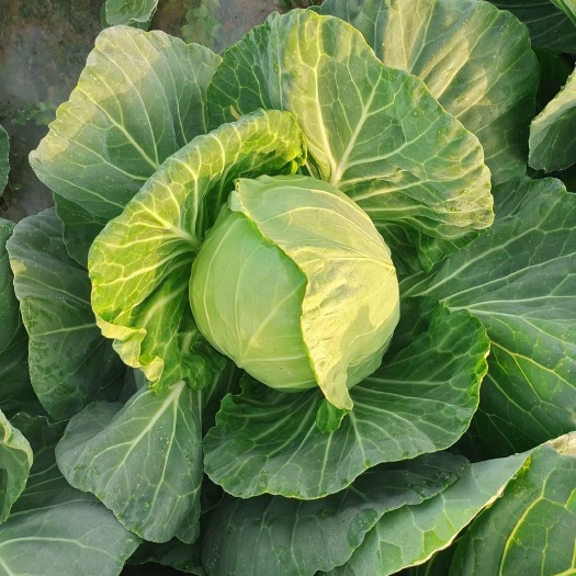 汝州市圆包菜  包菜  河南汝州甘蓝大量上市，诚信经营代收代发