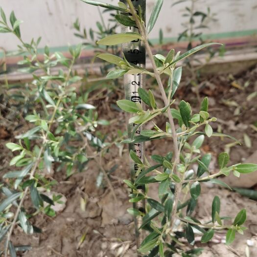 陇南武都优良品种橄榄树苗橄榄苗1.5年生橄榄树苗