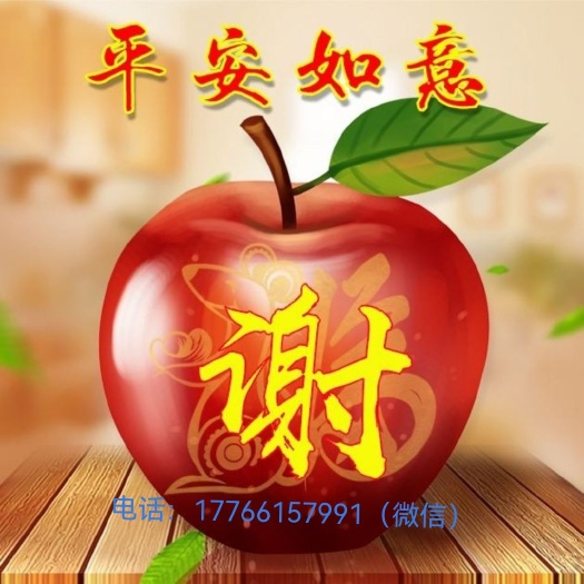 沭阳县刚竹苗，老移植苗，现挖苗，各种工程苗，规格齐全欢迎来电咨询
