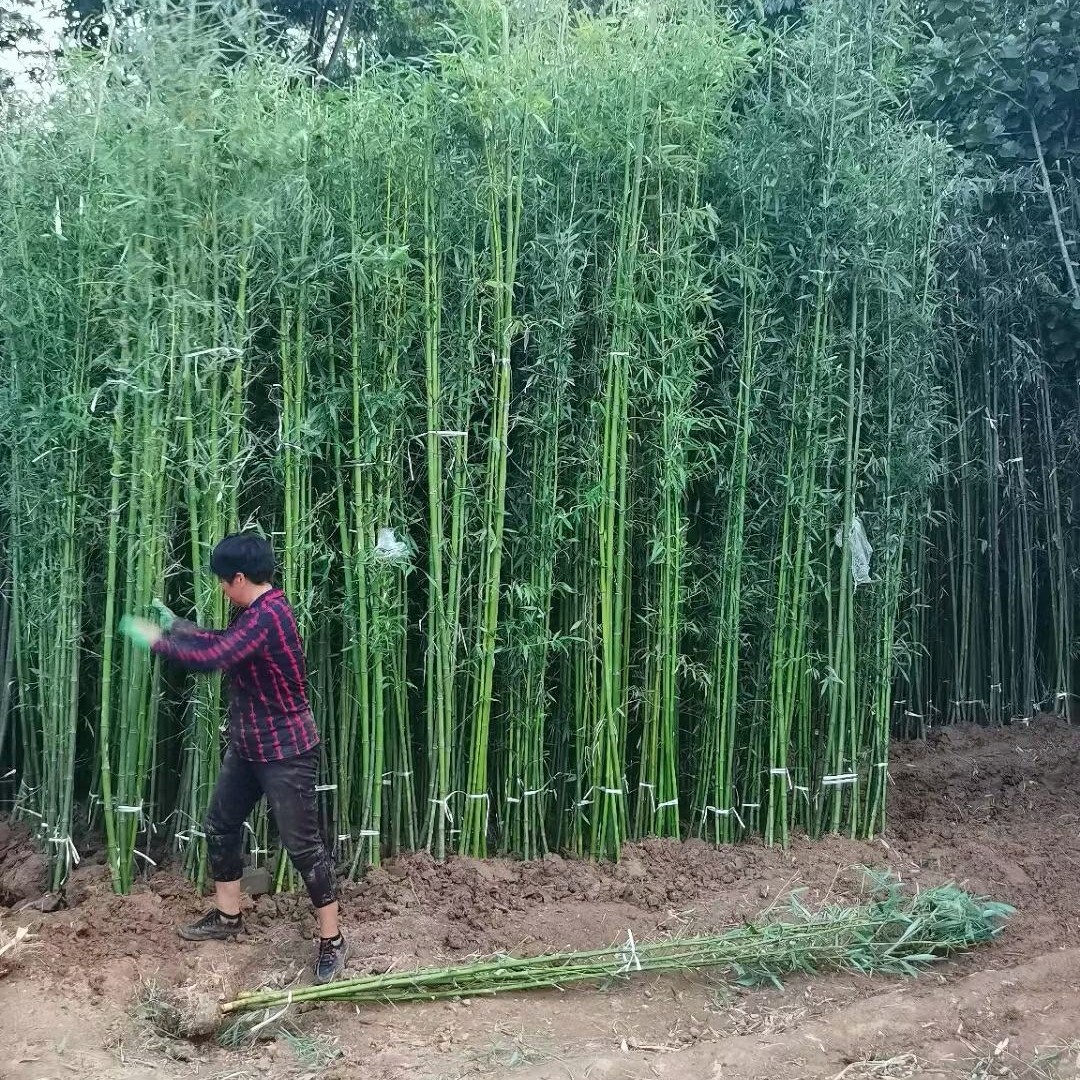 青皮竹  四季常青竹，刚竹，雷竹，各种竹苗规格齐全，欢迎老板