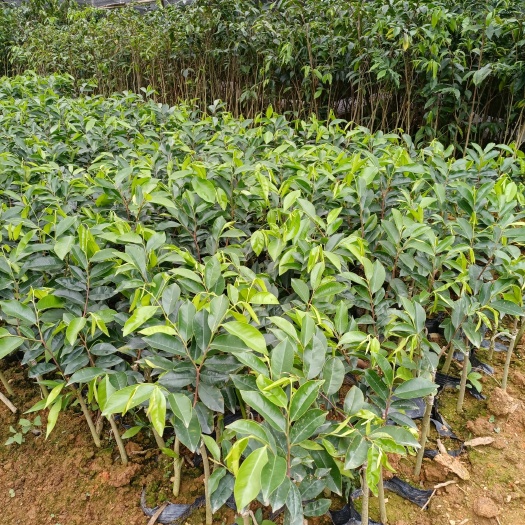 茂名奇楠沉香树 沉香苗/糖结品种