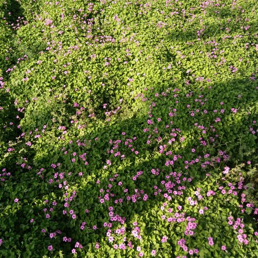 汝南县红花酢浆草 红花草炸浆草