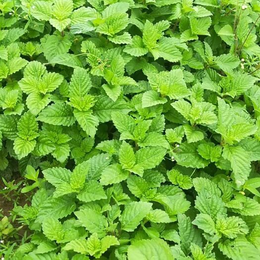 高州市仙草 大量新鲜凉粉草