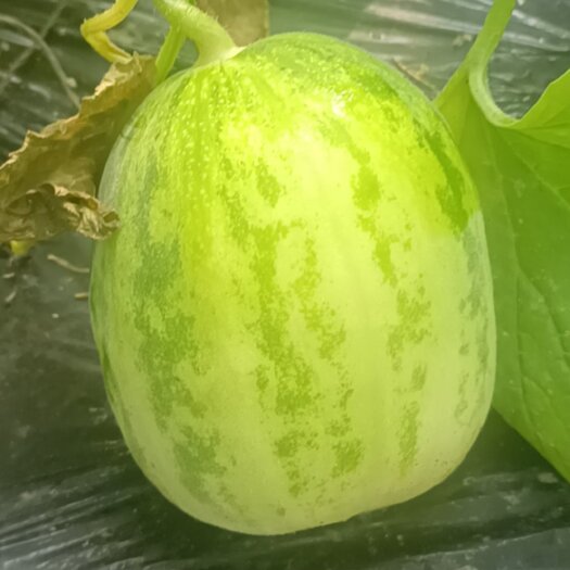 盘锦 甜瓜花姑娘