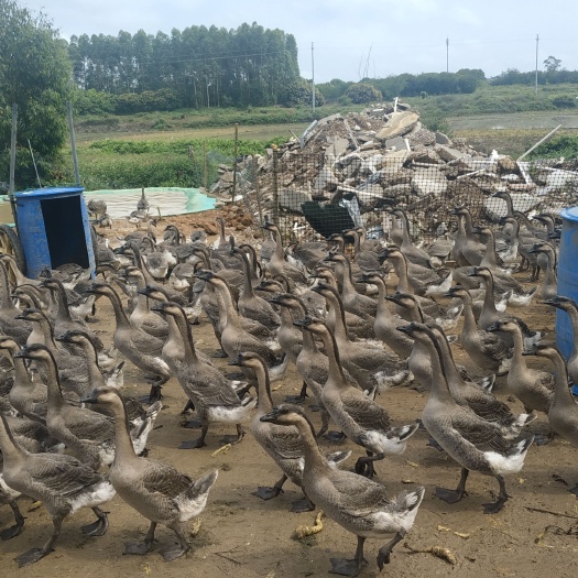 惠东县鹅