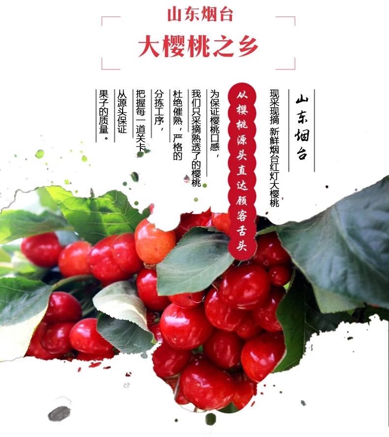 红灯樱桃  烟台大樱桃 红灯 电商一件代发 新鲜采摘 酸甜多