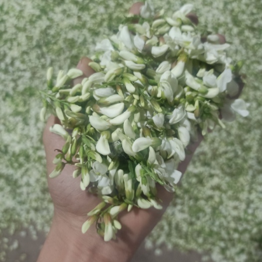 灵宝市槐树花 鲜货 