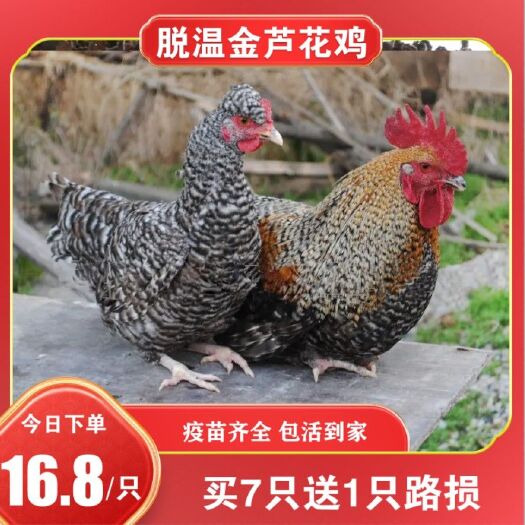 南宁芦花鸡苗 黑芦花鸡苗 金芦花鸡苗 脱温苗