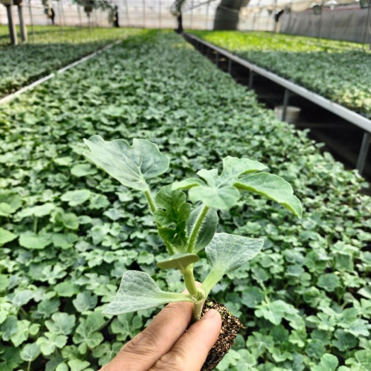 济南丰抗西瓜苗 安信种苗西瓜苗