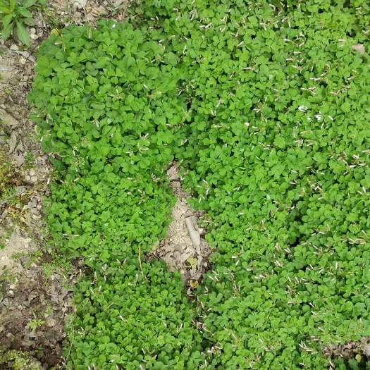 汝南县 红花草