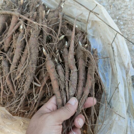 菏泽回收芍药鲜根，药芍药全株