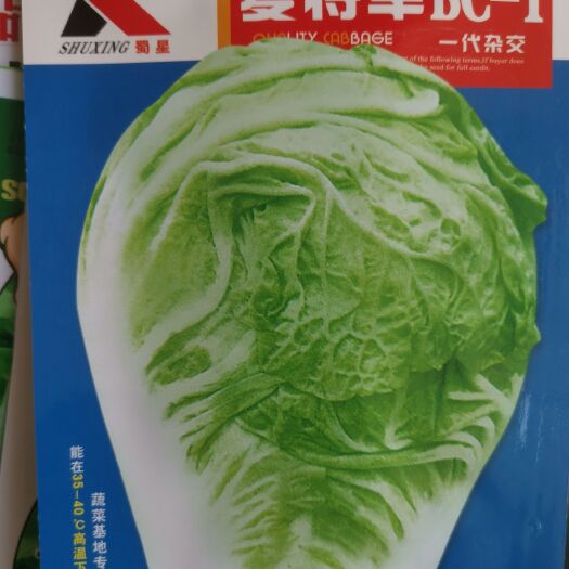 成都夏阳白菜种子 日本夏将军