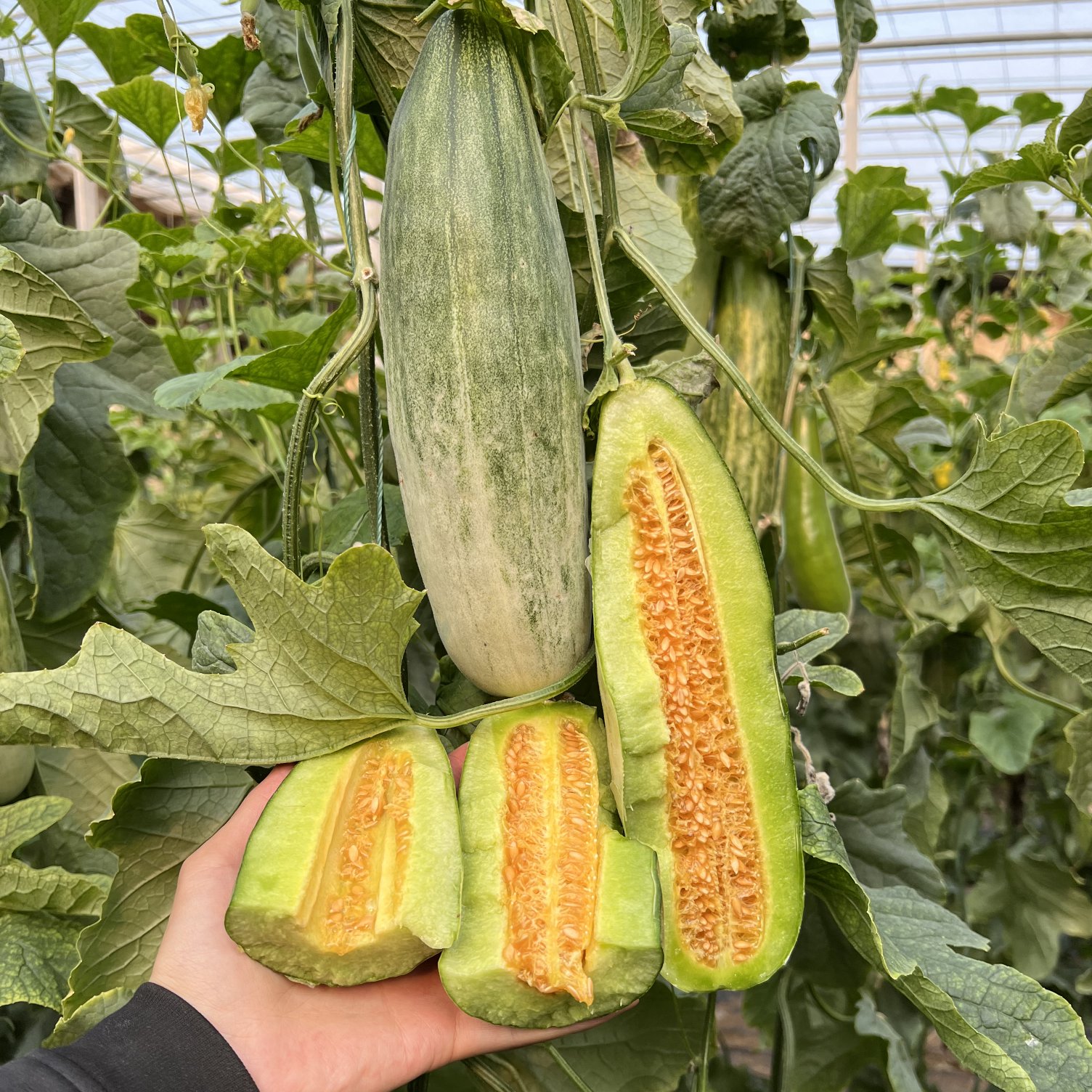 山东潍坊羊角蜜甜瓜