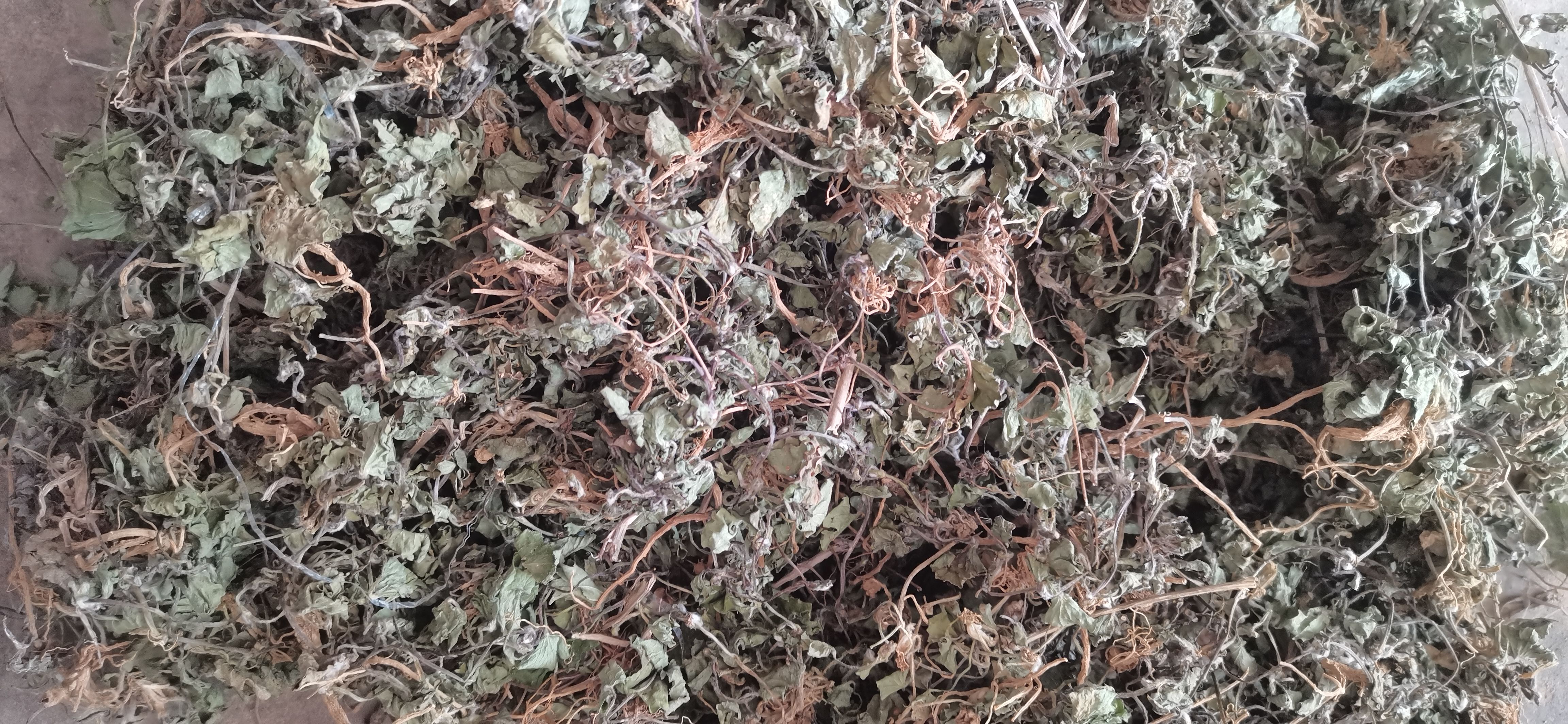 马蹄菜 新鲜雷公根 积雪草 崩大碗 马蹄草灯盏菜贵州产品无硫