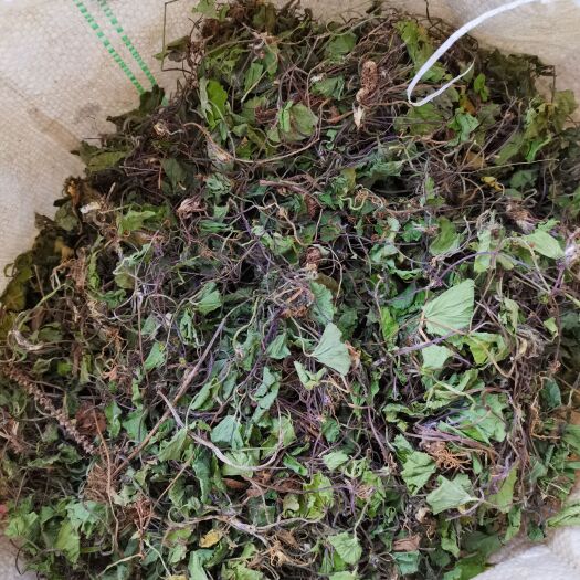 马蹄菜 新鲜雷公根 积雪草 崩大碗 马蹄草灯盏菜贵州产品无硫